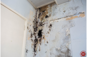 schwarzer Schimmel an der Wand