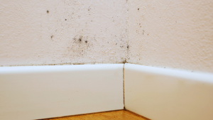 Schimmel an der Wand